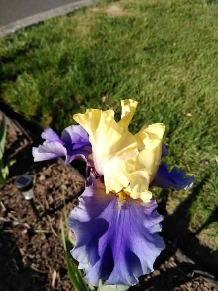 Photo of free Iris tubers and starts (104 Ash Ave Wood Village) #2
