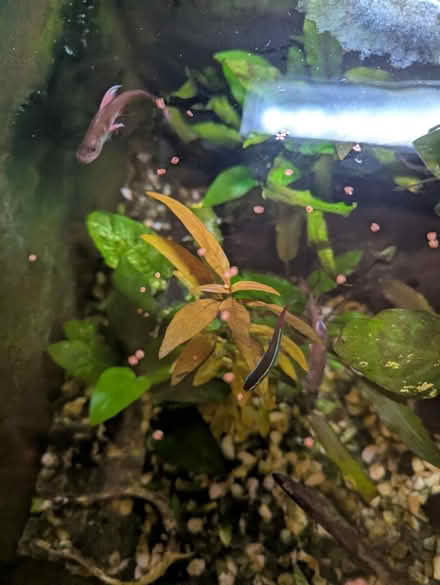 Photo of free 3 tropical fish Tetras (Tonbridge TN10) #2