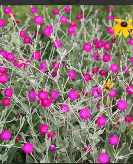 Photo of free Rose campion plants (Poughkeepsie/Hyde Park) #1
