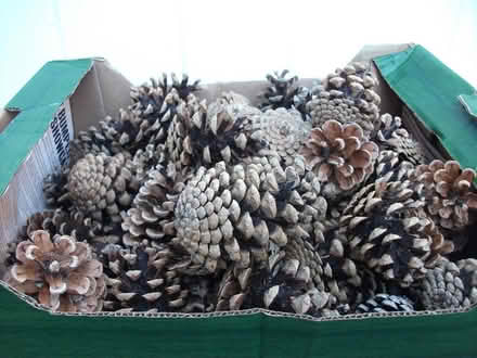 Photo of free Pine Cones (65+) Crafting / Wreath? (ME16 - Allington) #1