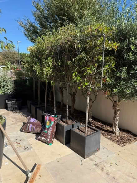 Photo of free 6 photinia red robin pleached trees in pots (Barnes SW13) #1