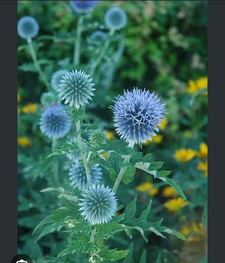 Photo of free Globe Thistle (Odenton) #1