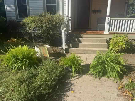 Photo of free fern available but not plant hanger (Arlington) #3