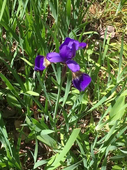 Photo of free Siberian iris rhizomes (Wallingford) #1