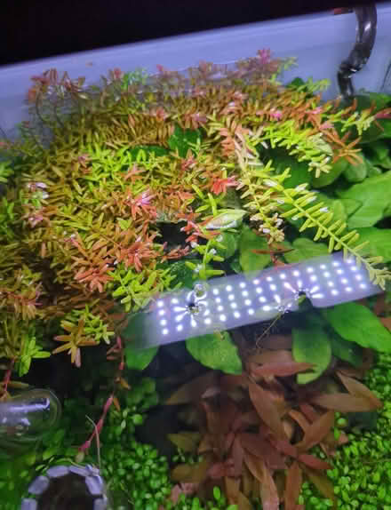Photo of free 3 tropical fish Tetras (Tonbridge TN10) #3