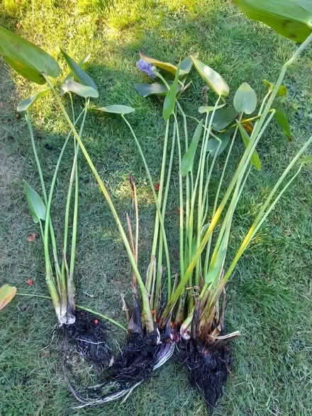 Photo of free Pond plants (Pagham PO21) #1