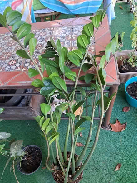 Photo of free 2 Plants (Brightwood-Takoma) #4