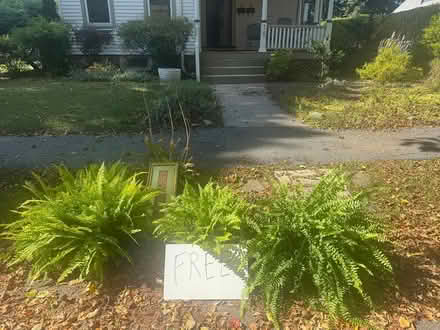 Photo of free plants (Arlington) #1