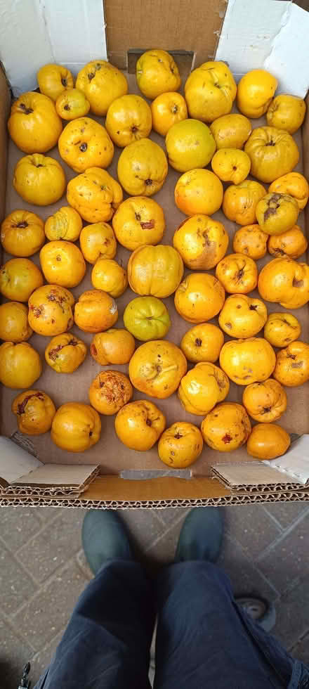Photo of free Japonica Quince (Ruislip UB10) #1