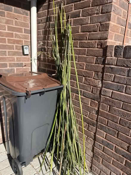 Photo of free Bamboo stalks (Beulah Hill SE19) #1