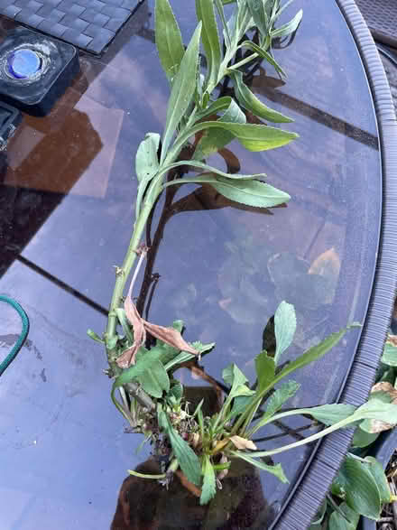 Photo of free Healthy daisy root (Welling DA16) #1
