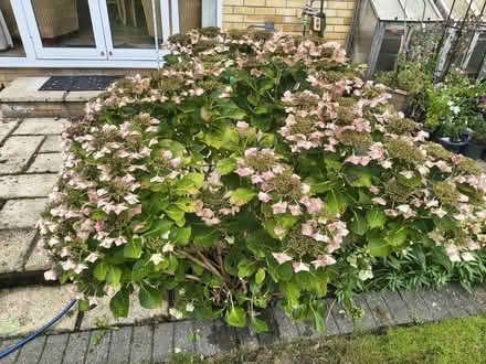 Photo of free Hydrangea (Downley, High Wycombe, HP13) #1