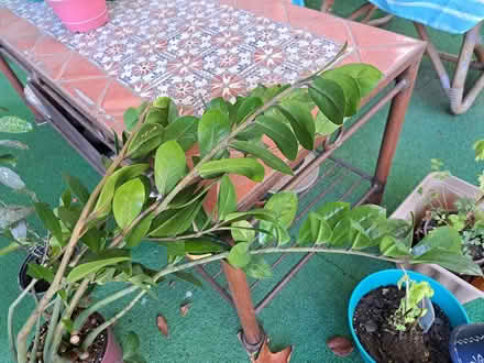 Photo of free 2 Plants (Brightwood-Takoma) #3