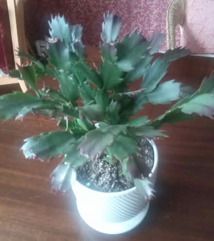 Photo of free potted Christmas cactus (Britannia) #1
