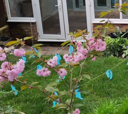 Photo of free Ornamental cherry tree (Allerton L19) #2