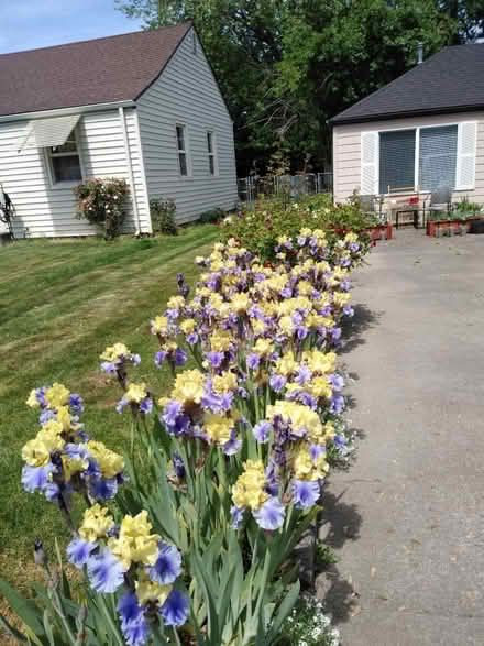 Photo of free Iris tubers and starts (104 Ash Ave Wood Village) #1