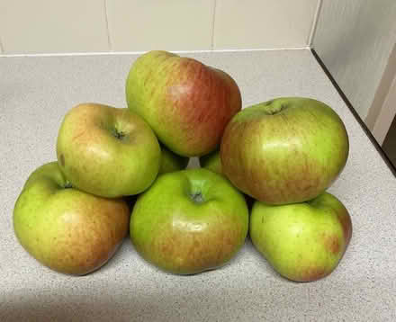 Photo of free Large Bramley Apples (Hyde Park, LS6) #1