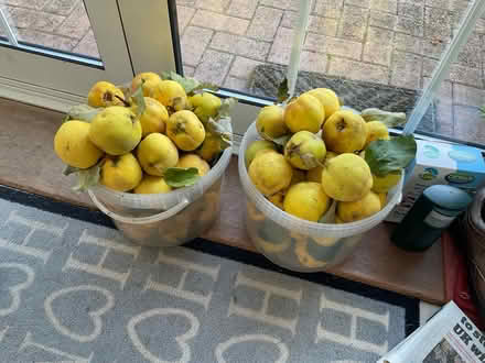 Photo of free Quinces (Longford GL2) #1