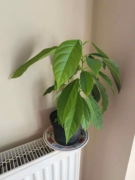 Photo of free Avocado plant (Putnoe MK41) #1