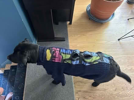 Photo of free Sweater adapted for dog (Crestview) #1