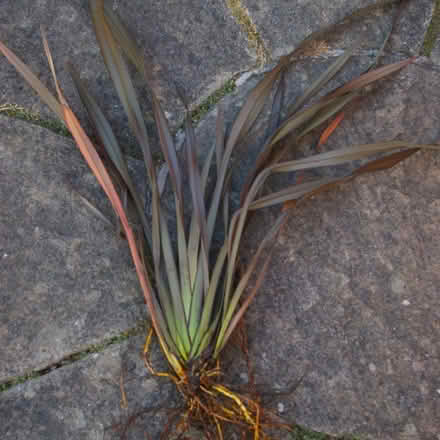 Photo of free New Zealand Flax plant (Phormium) (Walton Superior WA4) #2