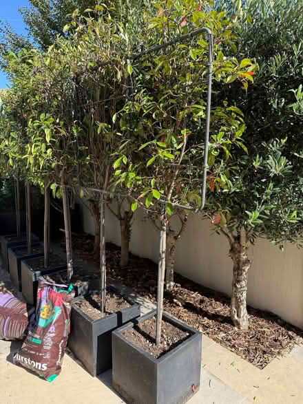 Photo of free 6 photinia red robin pleached trees in pots (Barnes SW13) #2