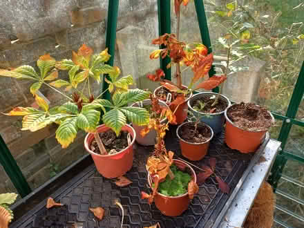 Photo of free Tree seedlings in pots (Willaston CH64) #1