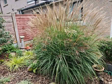 Photo of free 2 large decorative grasses. (Bolton le Sands LA5) #2