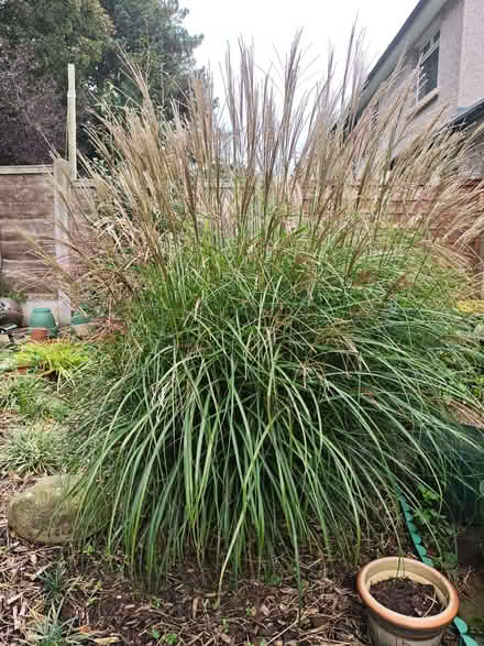 Photo of free 2 large decorative grasses. (Bolton le Sands LA5) #1