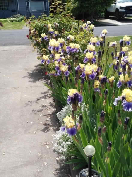 Photo of free Iris tubers and starts (104 Ash Ave Wood Village) #3
