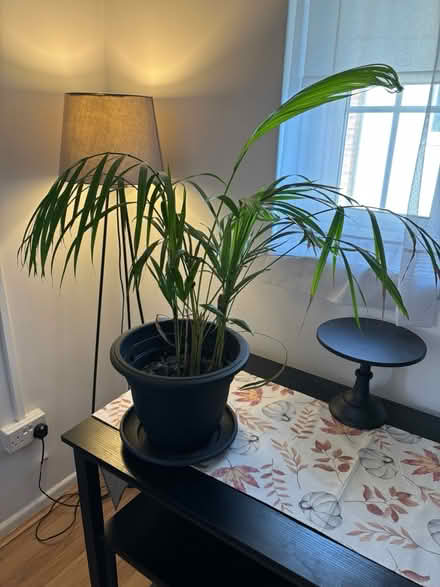 Photo of free House plant (Letchworth SG6) #3