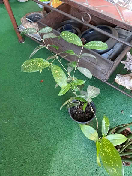 Photo of free 2 Plants (Brightwood-Takoma) #1