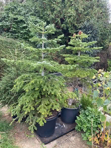 Photo of free Two potted Christmas trees (Bledlow Ridge HP14) #1