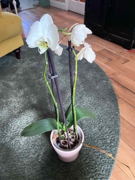 Photo of free Orchid (Brentford) #1