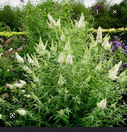 Photo of free White Butterfly Bush (Odenton) #1