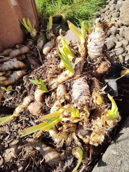 Photo of free Iris tubers and starts (104 Ash Ave Wood Village) #4
