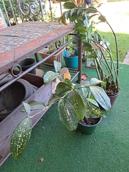 Photo of free 2 Plants (Brightwood-Takoma) #2