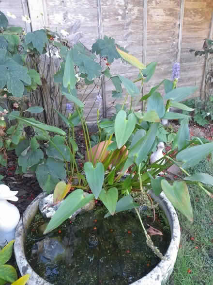 Photo of free Pond plants (Pagham PO21) #2