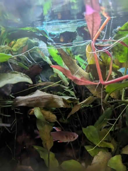 Photo of free 3 tropical fish Tetras (Tonbridge TN10) #1
