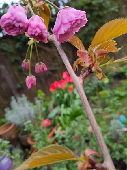 Photo of free Ornamental cherry tree (Allerton L19) #1