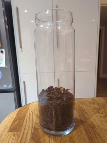 Photo of free Orchid vase (Amersham HP6) #1