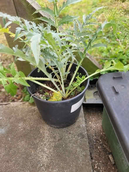 Photo of free Cardoon plants -Artichoke thistle (Thorpe Hamlet NR1) #1
