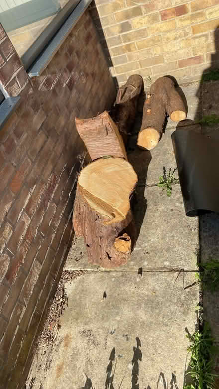 Photo of free tree logs (Clayton bradford) #1