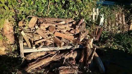 Photo of free Tree wood for burning (Caversham) #1