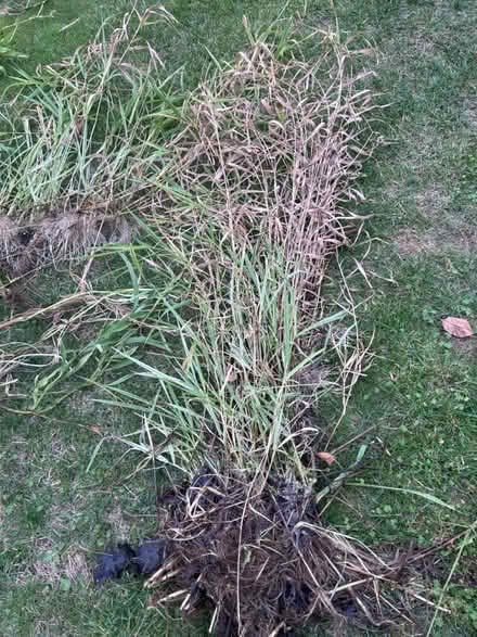 Photo of free Varies pond plants (Gaurlford WR14) #4