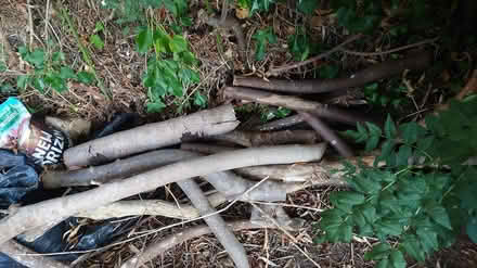 Photo of free Tree wood for burning (Caversham) #2