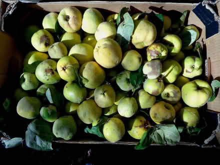Photo of free Quinces (New Marston OX3) #1