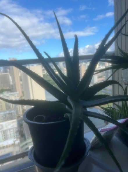 Photo of free aloe vera plants and mystery plant (Waikiki) #1