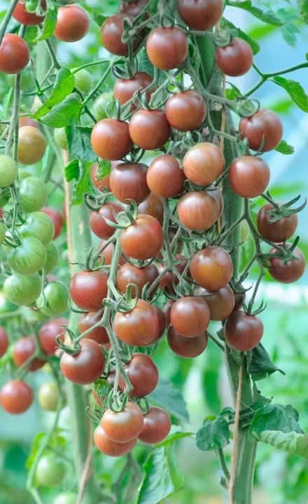 Photo of Leftover tomatoes (Chaddesden DE21) #1