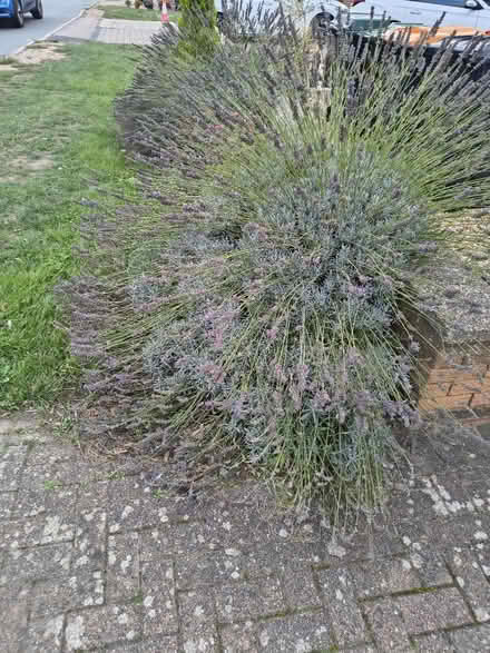 Photo of free Lavender (Wootton, Bedford MK43) #1